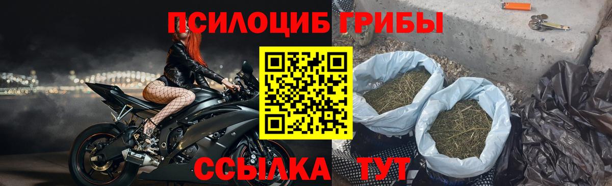 как найти   Псилоцибиновые грибы мицелий  Вход с VPN  Михайловка 